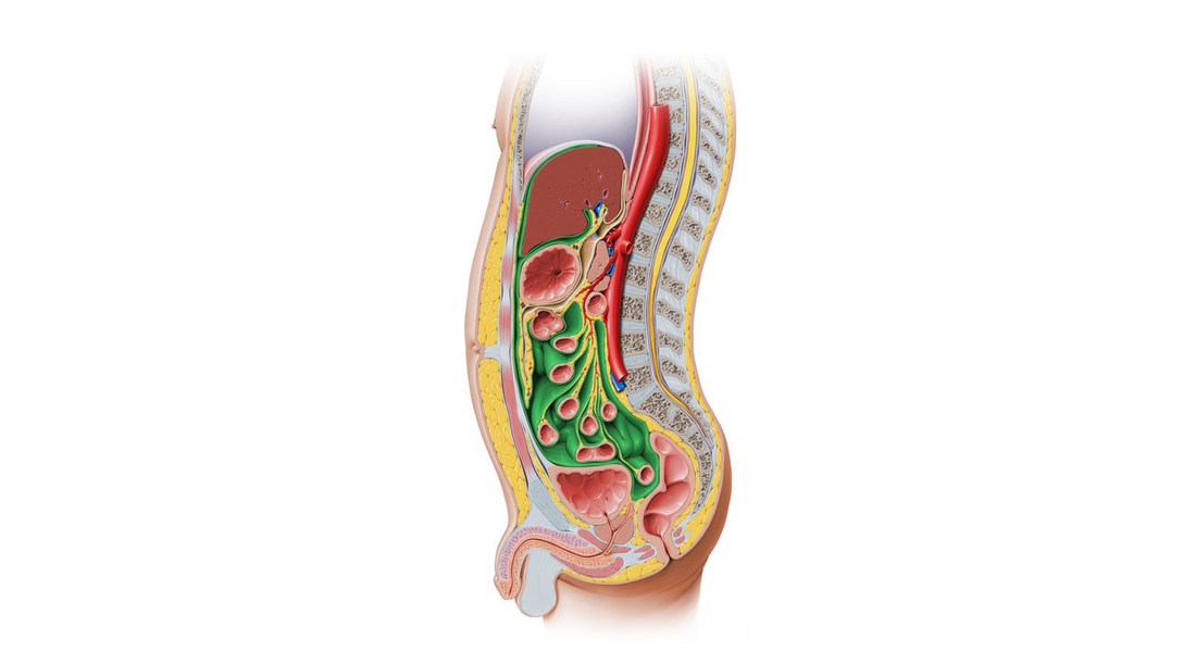 Osteopathy & Digestion: Pt. 1 (By: Bryan Lok)