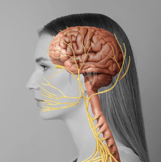Massage Therapy & the Vagus Nerve (By: Alexandra Rockwood, RMT)