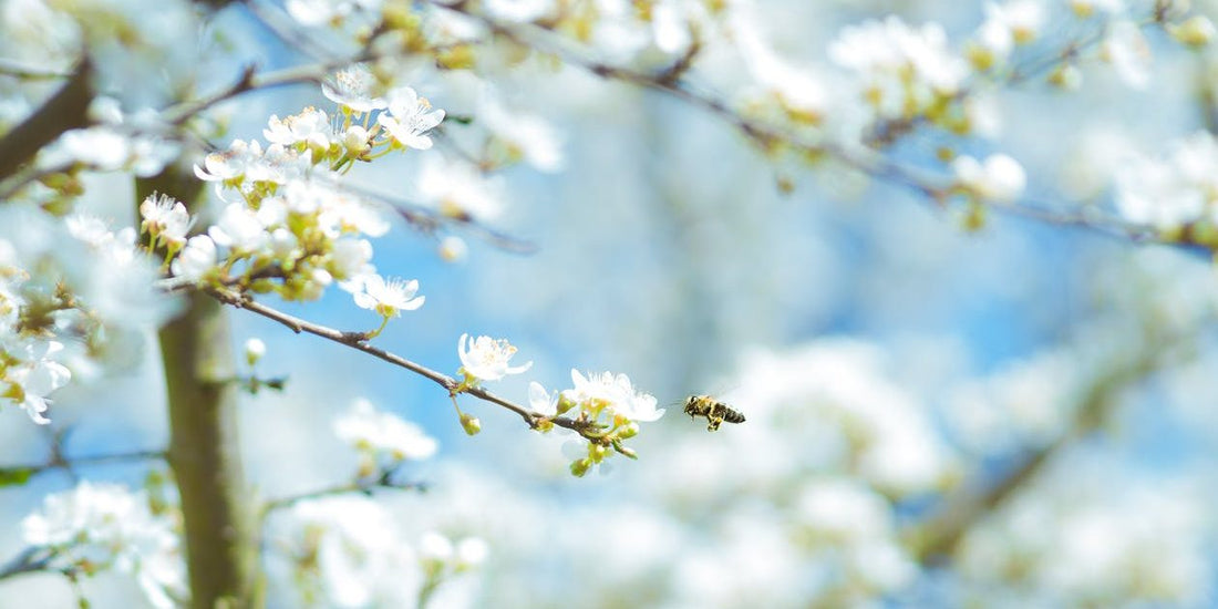 Adapting Your Wellness Routine for Spring!