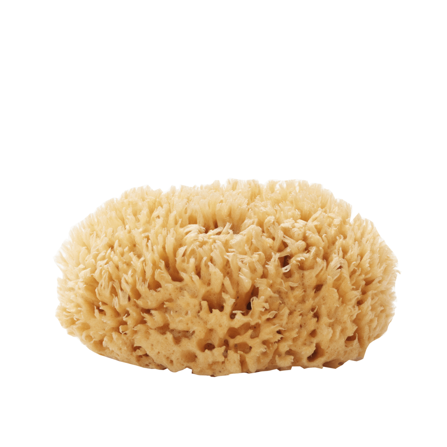 Well Kept Sea Sponge Large